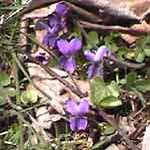 sweet violets near Meteora